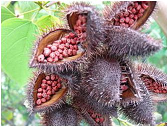 Annatto Seeds Manufacturers in Taiwan