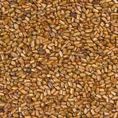Cassia Tora Seed Manufacturers in Brazil