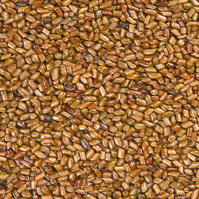 Cassia Tora Seed Manufacturers in Taiwan