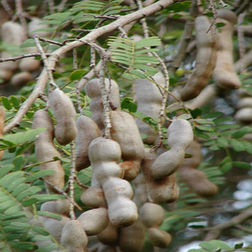 Natural Herbs 