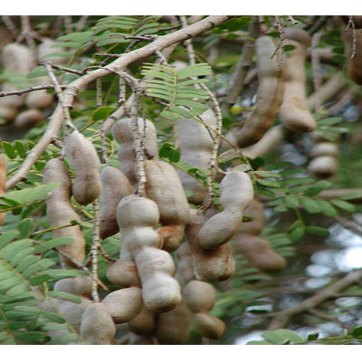 Tamarindus Indica Manufacturers in Usa