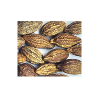 Terminalia Chebula Manufacturers in Chhattisgarh
